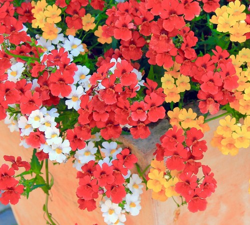 3900x nemesia carnival - 3900x,