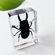 10pcs Mini Real Insects