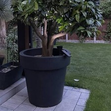 Big plant tree - plant, extra