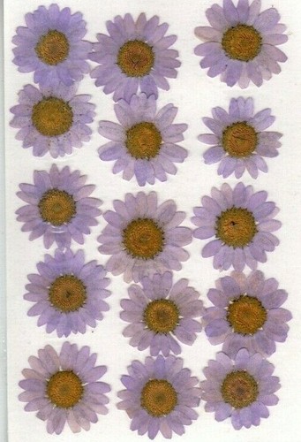 Real pressed flowers mauve - real,