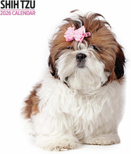 Shih Tzu 2026 Modern Calendar
