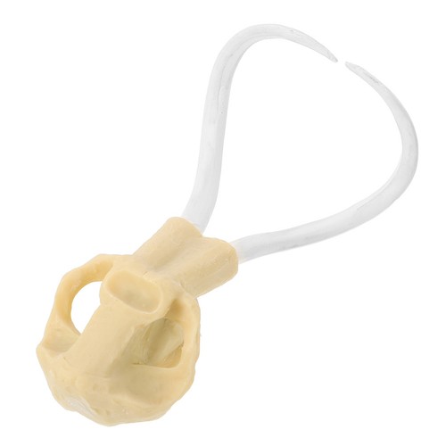 Skull aquarium ornament - aquarium,