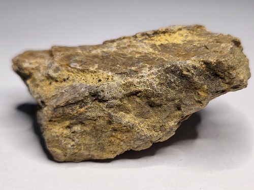 Sauropod fossil - sauropod,