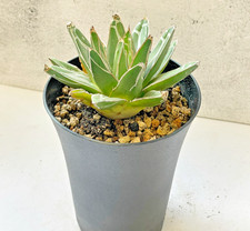 Agave Victoriae-Reginae T.Moore Succulent Plants - Bare Root Shipping