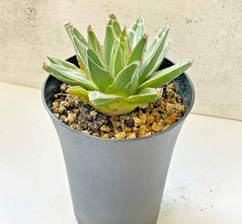 Agave victoriae reginae - agave, victoriae-reginae