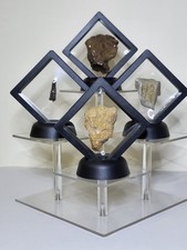 T-Rex Ultimate Fossil Collection Acrylic Tiered Display Triceratops Skull R1016