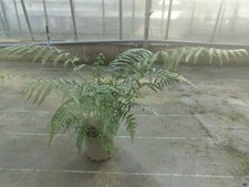 Tree Fern with 17cm pot. Dicksonia Antarctica