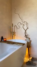 Contorted twisted hazel &