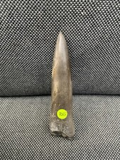Fossil Belemnite (Jurassic