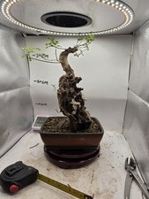 Vitex negundo  Bonsai 