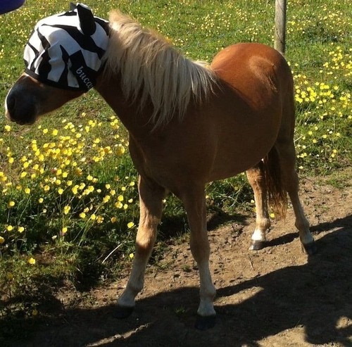 Mini fly mask bucas fit - fly,