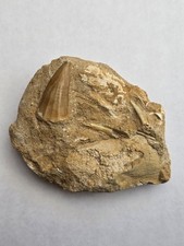 Mosasaur tooth and bone - and, fossil