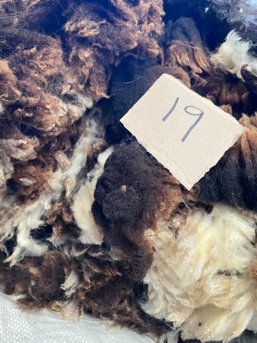 Raw sheep fleece - raw,
