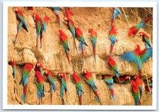 Postcard Macaws Red and Green Peru