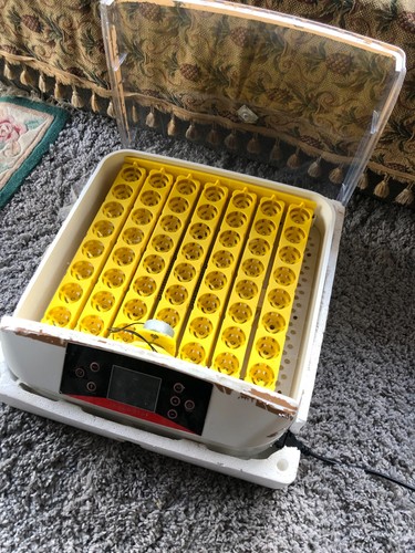 Egg incubator chicken - incubator,