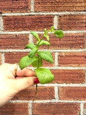PEPPERMINT rooted cutting