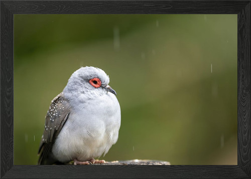 Diamond dove the - diamond,