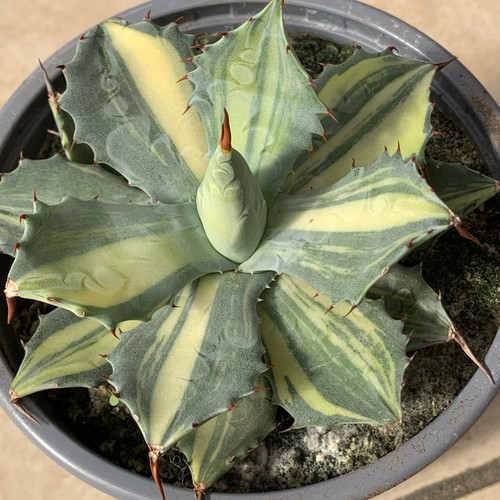 Succulent cactus agave plant - succulent,