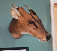 Taxidermy Muntjac, Skulls