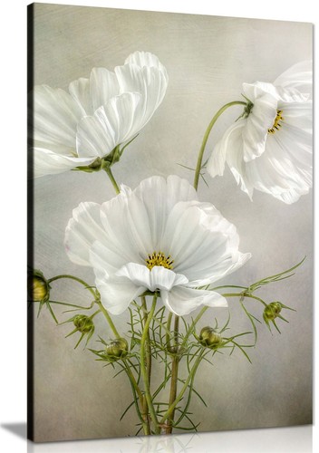 White cosmos flower - white,