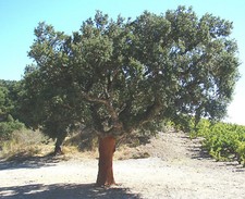 Cork Oaks QUERCUS SUBER