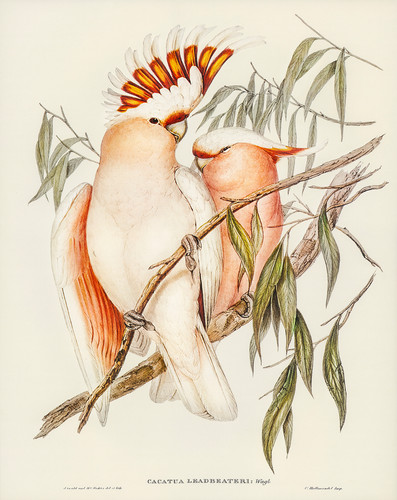 Pink cockatoo poster vintage - pink,