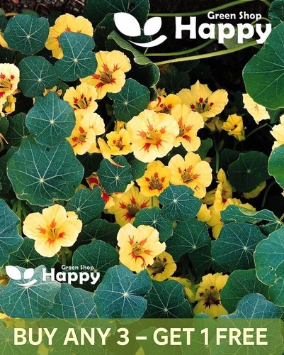 Nasturtium dwarf peach - -,
