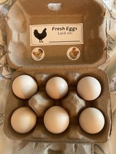 Bantam  Mixed/Bobtail (Eggs) X6  