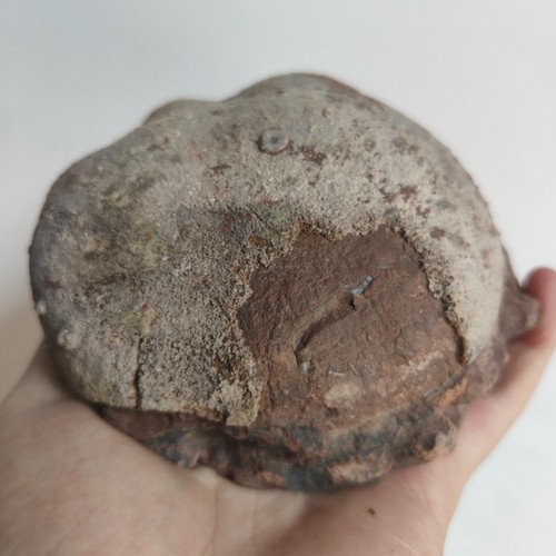 Jurassic age dinosaur egg - jurassic, of