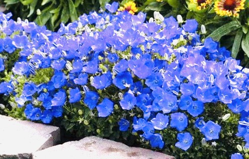 Campanula carpatica bells - campanula,