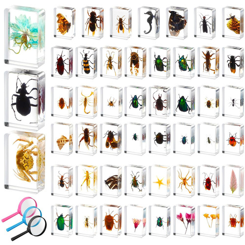 Pcs insect resin - 50,