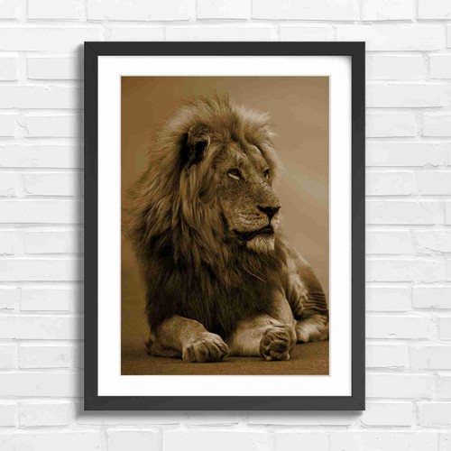 Regal male lion portrait - regal,