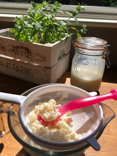 20g milk kefir grains from - milk,
