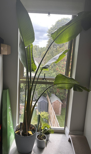 8ft strelitzia augusta - 1x, 7-8ft