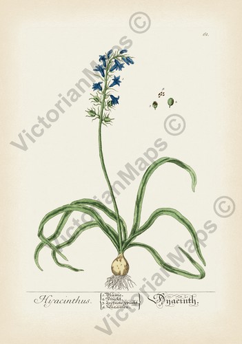 Bluebell antique botanical