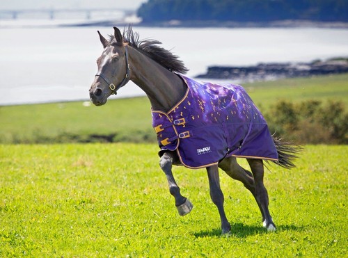 Shires tempest original lite - shires,