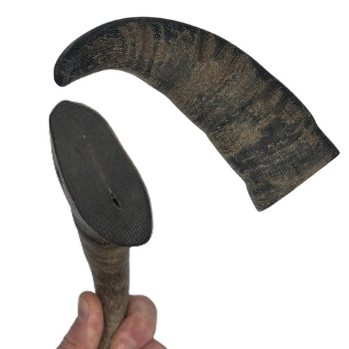 Buffalo horn for - buffalo,