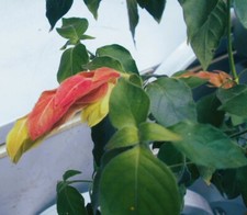 A Young Red Flowering Beloperone Guttata Plant (Shrimp Plant )