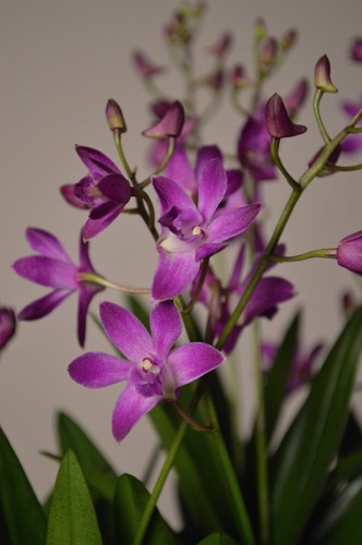 Berry oda dendrobium - berry, orchid