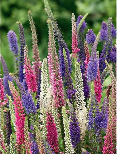 Veronica sightseeing mixed - 6,