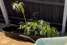 Phyllostachys VIVAX Chinese