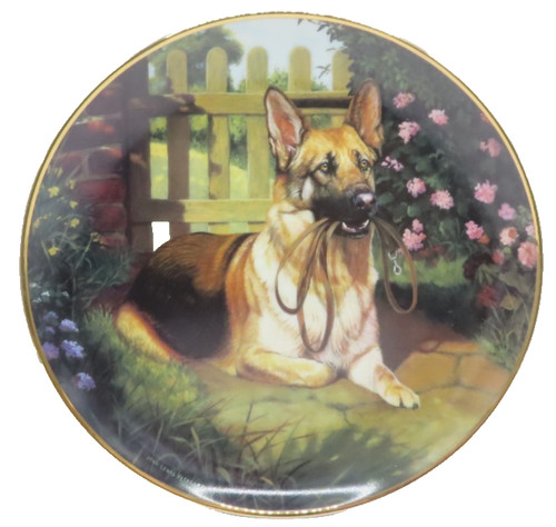 German sheperd holding lead - holding,