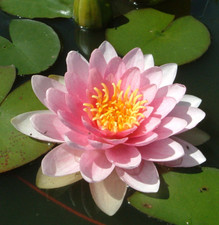 LUCKY DIP LIVE Water Lily Pond Plant Aquatic Lilly Lotus