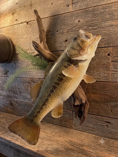 Nice large mouth black - large,