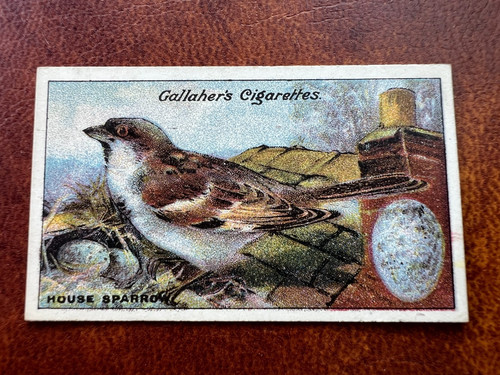 Gallaher birds nests eggs - -,