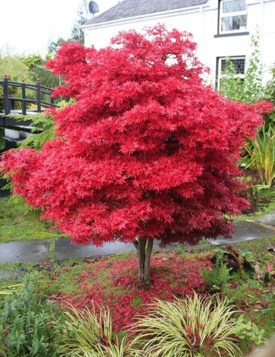 Acer tree skeeters - tree, new