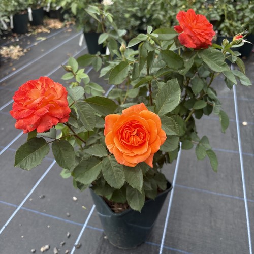 Floribunda rose plant super - plant, ‚super