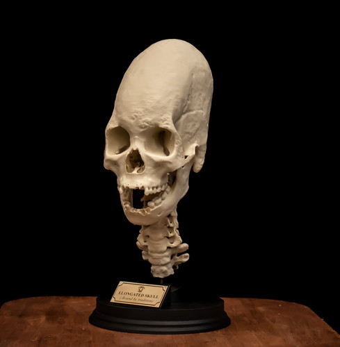 Peruvian elongated skull - peruvian,