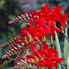10 CROCOSMIA RED KING