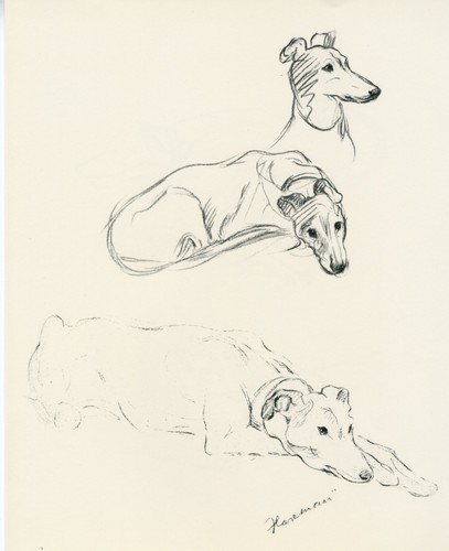 Greyhound vintage 1937 dog art - greyhound,